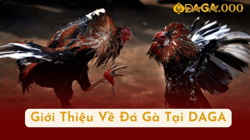 Giới Thiệu Về Đá Gà Tại DAGA