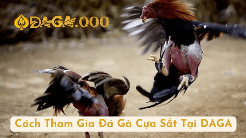 Cách Tham Gia Đá Gà Cựa Sắt Tại DAGA