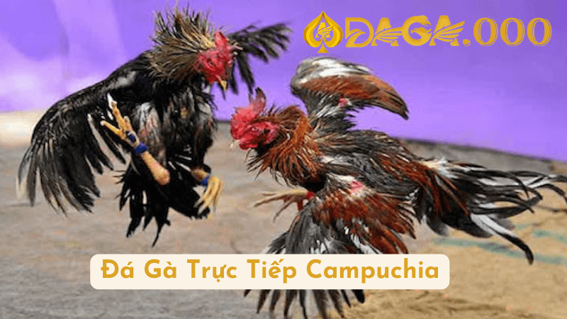 Giới thiệu về Đá Gà Trực Tiếp Campuchia