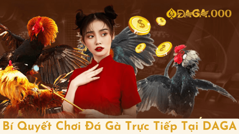 Bí Quyết Chơi Đá Gà Trực Tiếp Tại DAGA Cho Người Mới Bắt Đầu